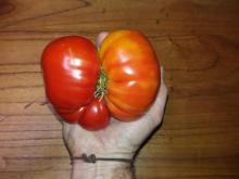 Espero te motive a cosechar tomates como éste!